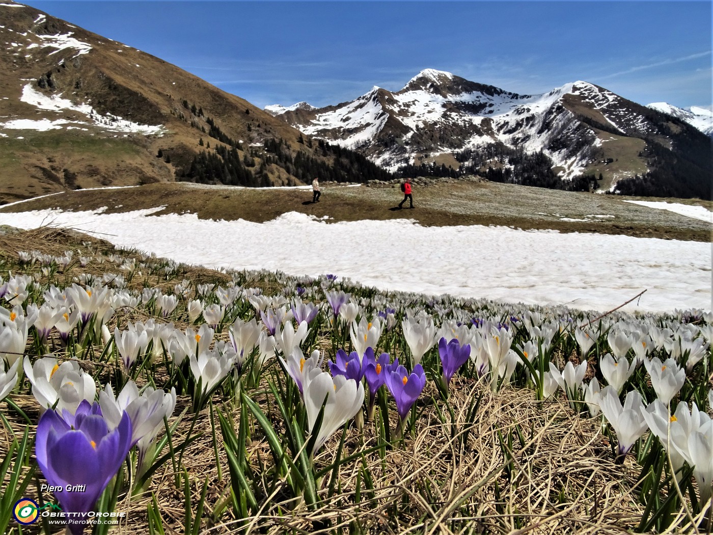 36 Sceso dal Passo San Simone sono sui pascoli fioriti di Crocus vernus oltre la Casera dei Sessi.JPG